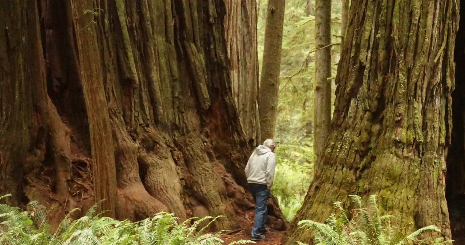 Family-Friendly Activities in Crescent City You’ll Love