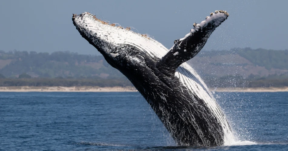Top Outdoor Activities for Adventure Lovers in Crescent City